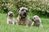 CANE CORSO 1100